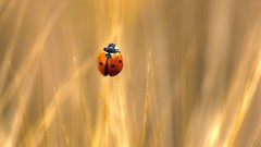 Insects ladybirds