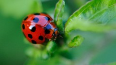 Insects ladybirds