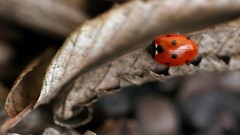 Insects ladybirds