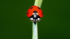 Insects ladybirds