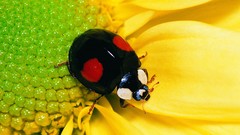 Insects ladybirds