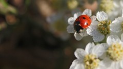 Insects ladybirds