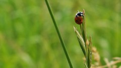 Insects ladybirds