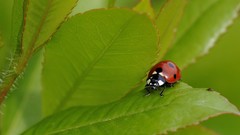 Insects ladybirds