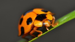 Insects ladybirds