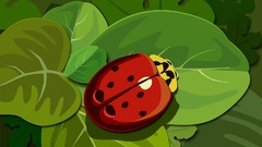 Insects ladybug insect artistic