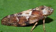 Insects leafhoppers