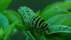 Insects leaves caterpillars