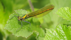 Insects leaves Dragonflies