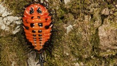 Insects macro Animals