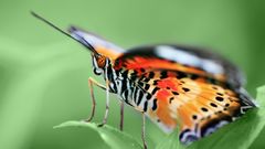 Insects macro Butterflies