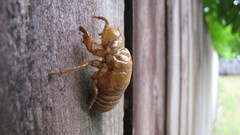 Insects macro cicada
