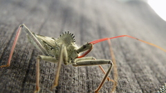 Insects macro depth of