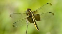 Insects macro Dragonflies