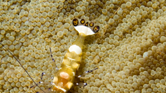 Insects macro insect