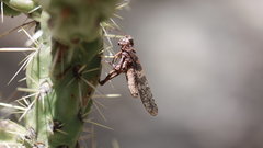 Insects macro insect