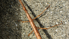 Insects macro insect