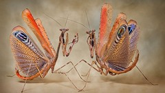 Insects macro Praying Mantis