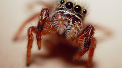 Insects macro spiders