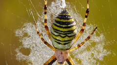 Insects macro spiders arachnids