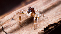 Insects macro spiders arachnids
