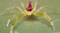 Insects macro spiders arachnids