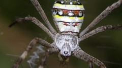 Insects macro spiders arachnids