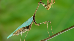 Insects mantis