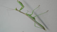 Insects mantis insect Animals