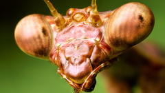 Insects mantis praying insect