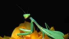 Insects mantis Praying Mantis