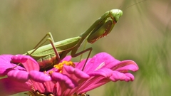 Insects mantis widescreen insect