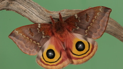 Insects moth Butterflies