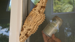 Insects moth Butterflies