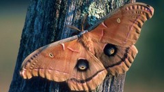 Insects moth massachusetts
