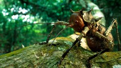 Insects national geographic