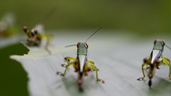 Insects national geographic