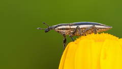 Insects photography Animals nature
