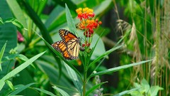 Insects Plants Butterflies nature