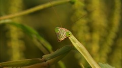 Insects Praying Mantis