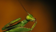 Insects Praying Mantis