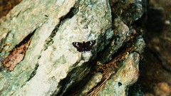 Insects rocks insect