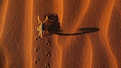 Insects scorpions deserts