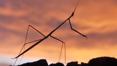 Insects silhouettes