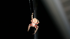 Insects spiders arachnids