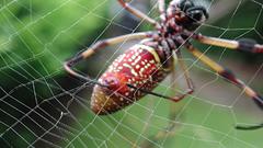 Insects spiders arachnids