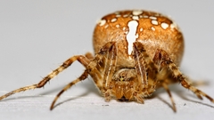 Insects spiders arachnids