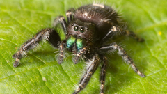 Insects spiders arachnids