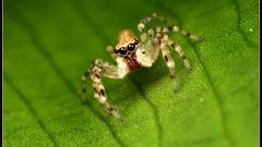 Insects spiders arachnids