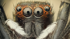 Insects spiders arachnids